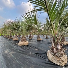 ココスヤシ🌴シンボルツリー🌴の画像