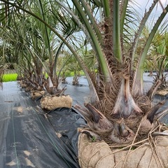 ココスヤシ🌴シンボルツリー🌴の画像