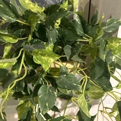 【造花】フェイクグリーン2点の画像
