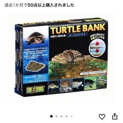シリケンイモリ　６匹の画像