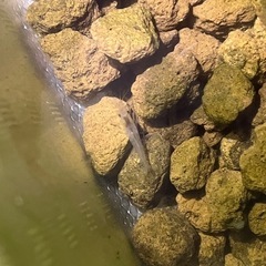 ミナミヌマエビ3匹　メダカのお供にの画像