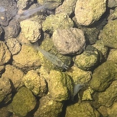 ミナミヌマエビ3匹　メダカのお供にの画像