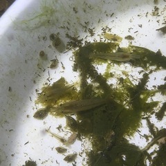 ミナミヌマエビ3匹　メダカのお供にの画像