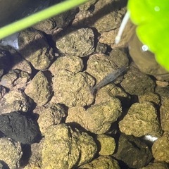 ミナミヌマエビ3匹　メダカのお供にの画像