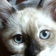 生後2ヶ月くらいのシャム系子猫ちゃん（現在受付中止中）