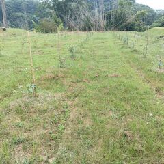 【農作業を通して地域創生】10名募集！サス農おこし隊 草刈りボランティア募集中＠君津市 - 君津市