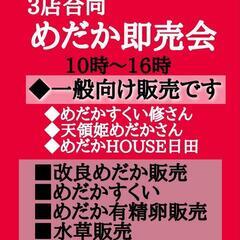 日田市★メダカ即売会★三店合同