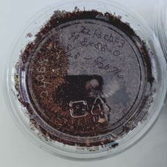 決まりました）スマトラオオヒラタ幼虫ＣＢＦ３ ７頭の画像