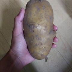 じゃがいも 残り10キロの画像