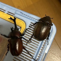 カブトムシ取り体験