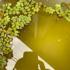 白メダカの針子