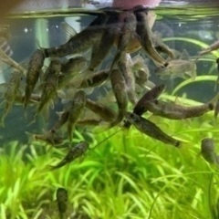 ドクターフィッシュ（足湯にいる魚）の画像