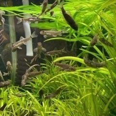 ドクターフィッシュ（足湯にいる魚）