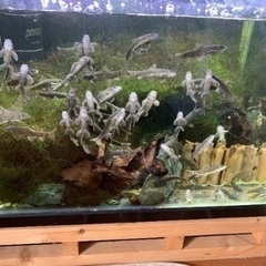 ドクターフィッシュ（足湯にいる魚）の画像