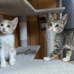 【7/13更新】沖縄出身の子猫たち☆初期医療済み