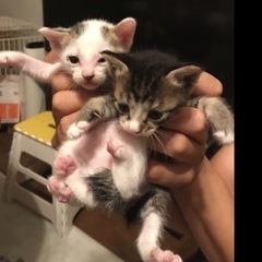 この子達に家族を。７月７日で1ヶ月〜七夕ご縁がありますように