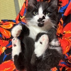 長毛黒白男の子2ヶ月