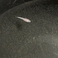 出目パンダ　メダカ　稚魚
の画像
