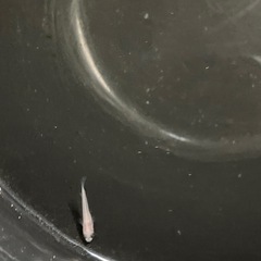 出目パンダ　メダカ　稚魚
の画像