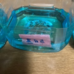 メダカの卵の画像