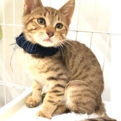 可愛い５兄弟 - 猫
