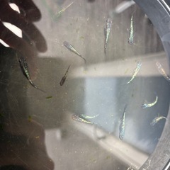 サファイアメダカ　成魚1ペアの画像