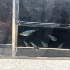 サファイアメダカ　成魚1ペアの画像