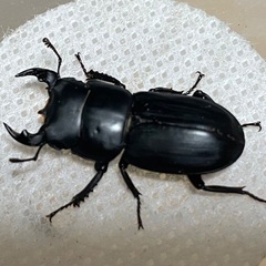 取引完了：ムシモンオオクワガタ♂3♀1の画像