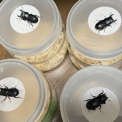 取引完了：ムシモンオオクワガタ♂3♀1