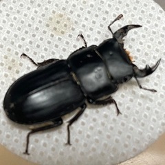 取引完了：ムシモンオオクワガタ♂3♀1の画像