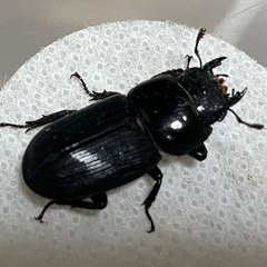 取引完了：ムシモンオオクワガタ♂3♀1の画像