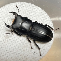 取引完了：ムシモンオオクワガタ♂3♀1の画像