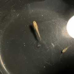 乙姫　メダカの稚魚の画像