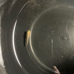 乙姫　メダカの稚魚の画像