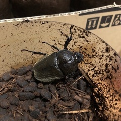カブトムシの成虫　無料で差し上げます(新規問合せはこちらから)の画像