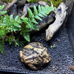 クラウェルツノガエルと飼育ゲージ一式
の画像