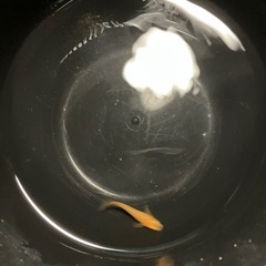 楊貴妃　メダカ　1匹の画像