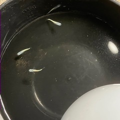 緑光黒百式　メダカの赤ちゃんの画像