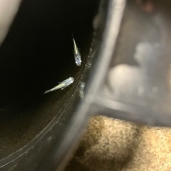 緑光黒百式　メダカの赤ちゃんの画像