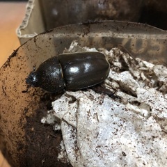 ①カブトムシの成虫　無料で差し上げますの画像