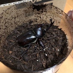 ①カブトムシの成虫　無料で差し上げますの画像