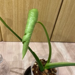 モンステラ　デリシオサ　コンパクタの画像
