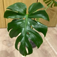 モンステラ　デリシオサ　コンパクタの画像