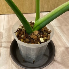 モンステラ　デリシオサ　コンパクタの画像