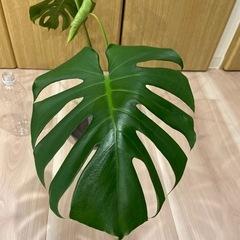 モンステラ　デリシオサ　コンパクタの画像
