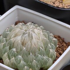 変異型エメラルドLED　翠雲錦　１株の画像