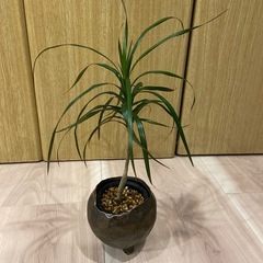 ドラセナ　テーブルサイズの画像