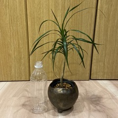ドラセナ　テーブルサイズの画像