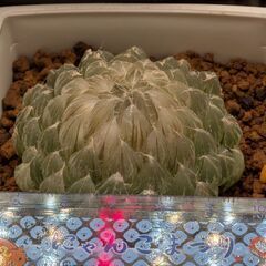 変異型エメラルドLED　翠雲錦　１株の画像