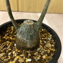 プセウドボンバックス　エリプチクムの画像